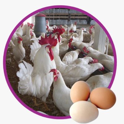 Phương Pháp Chăn Nuoi Gà Siêu Trứng Ai Cập Hiệu Quả