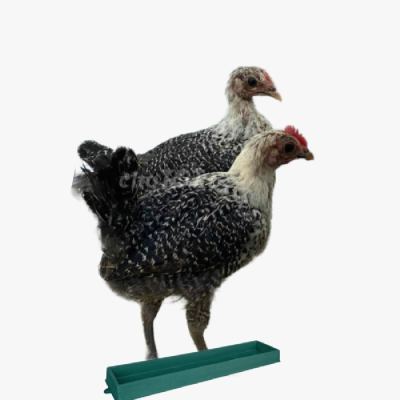 Chế Độ Dinh Dưỡng Cho Gà Siêu Đẻ Ai Cập Hậu Bị